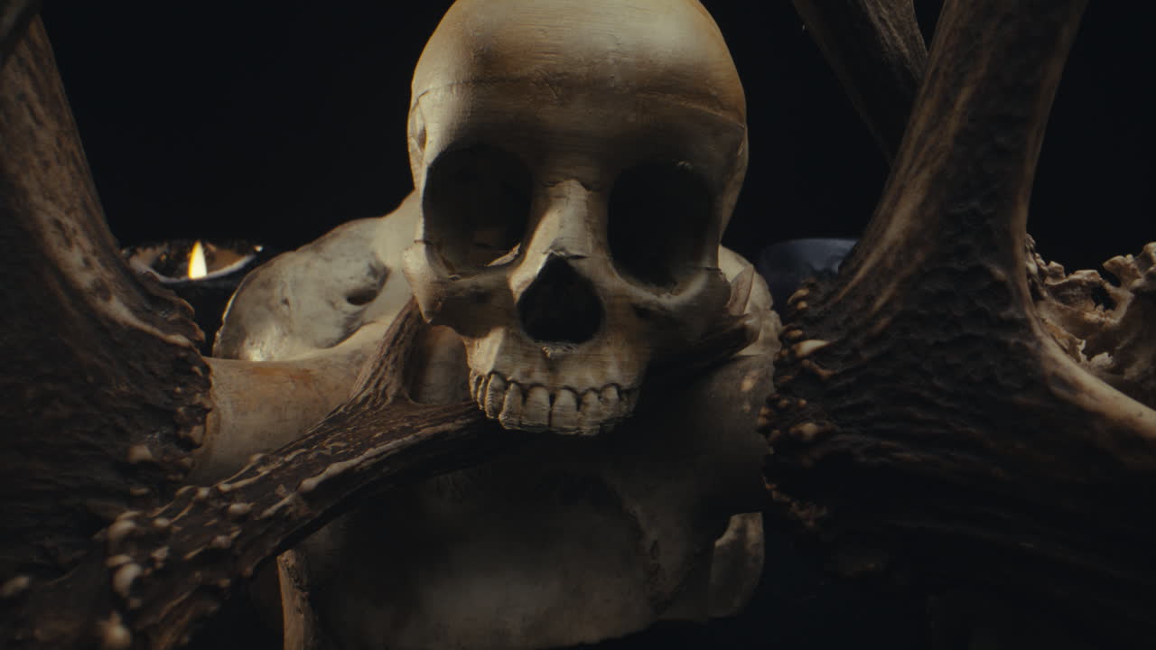 Skull and Antlers Display