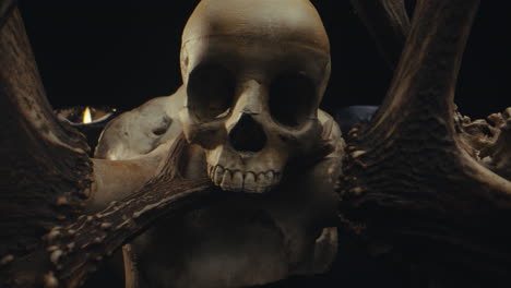 skull and antlers display
