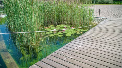 un puente de madera, camino en el lago de loto en un parque durante un día soleado