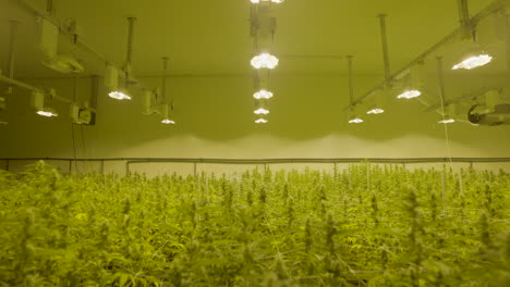 tilt down from growing lamps to field of cannabis plants in professional nursery