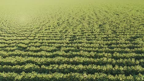aerial view of a cotton field