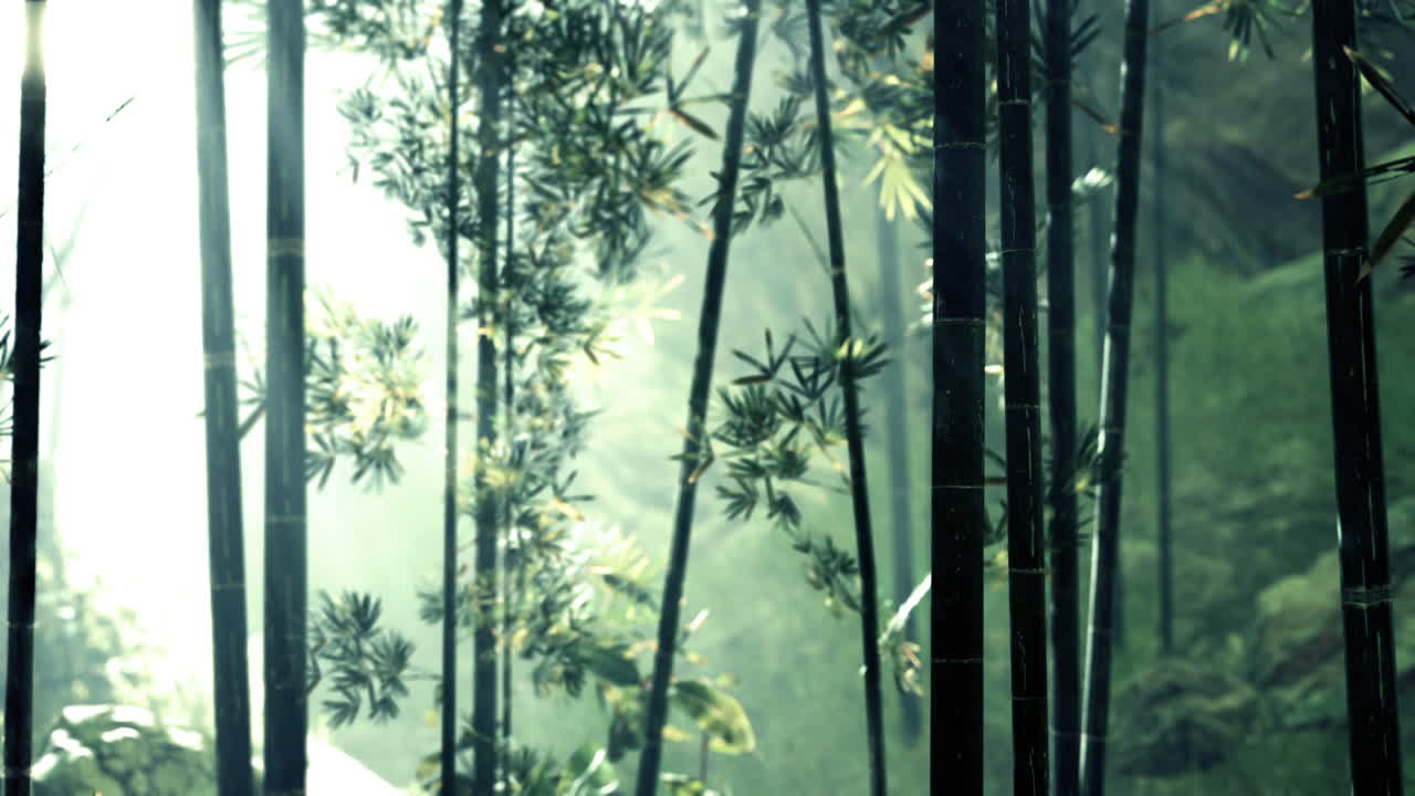 아시아 대나무 숲과 아침 안개 날씨