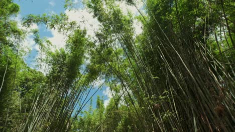 Imágenes-Inclinadas-Hacia-Abajo-De-Gran-Angular-De-Plantas-De-Bambú-Con-Follaje-Denso