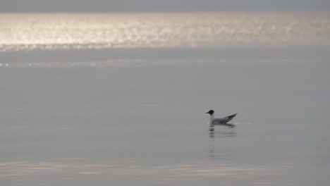 mediterranean gull seafront floating in the sea and looking for food