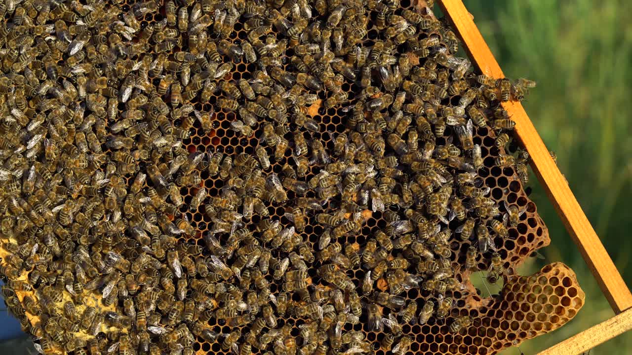 Yellow frame filled with honey insects working on honey cells on the natural background. Many busy bees on the frame near the beehive. Apiary concept