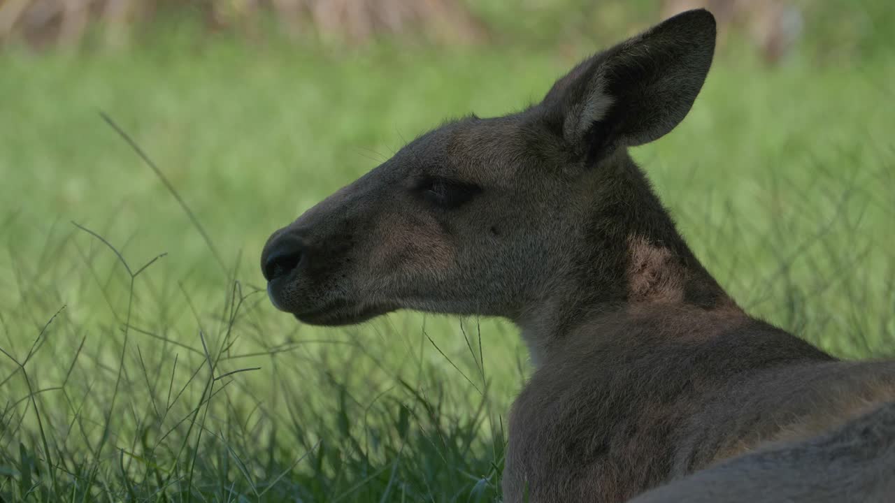 un canguro gris oriental australiano masticando hierba en estado salvaje