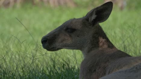 one australian eastern grey kangaroo chewing grass in wild