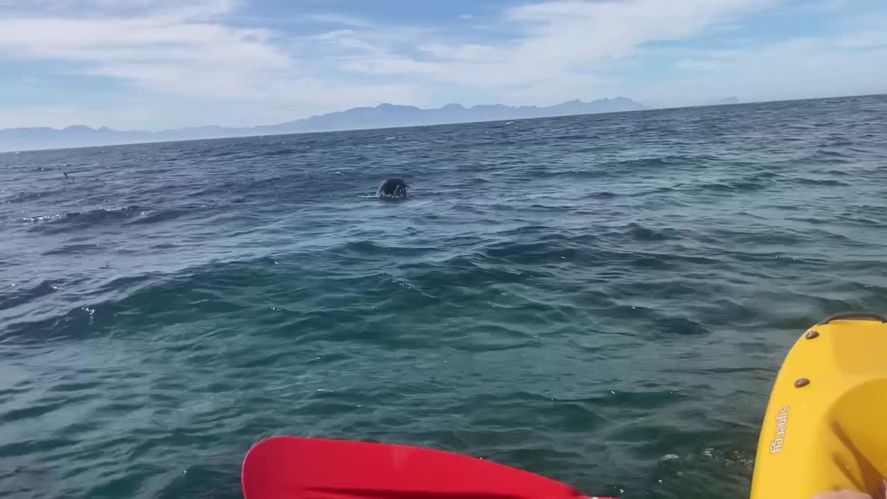 una increíble toma de pov cuando un kayakista aventurero es testigo de cómo una foca se alimenta de un pulpo en medio del océano, cabo occidental, sudáfrica