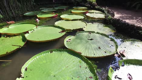 victoria amazonica and vitoria regia