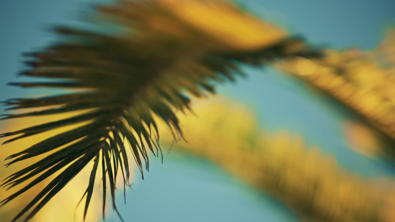 Palm fronds glowing in golden hour sunlight against a blue sky, creating a bright tropical holiday atmosphere