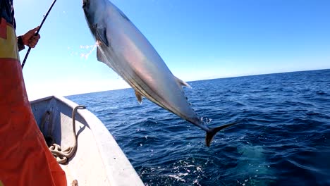 fishermen wearing orange wader raises mexican bonita fish from open ocean into boat