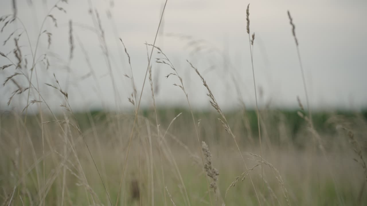 Closeup view of grains of wheat field. Bokeh background. Selective focus.