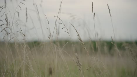 closeup view of grains of wheat field. bokeh background. selective focus.