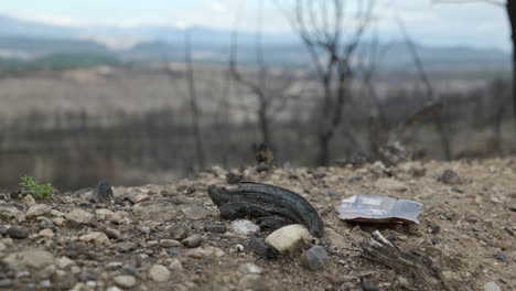 burnt photo of child falling into forest fire debris