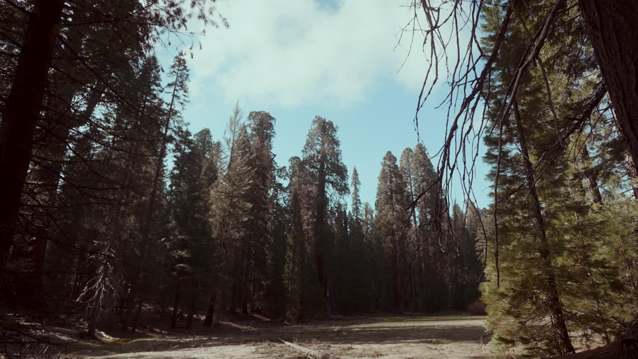 Giant Redwood Forest