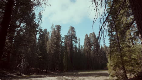 el bosque de sequoias gigantes