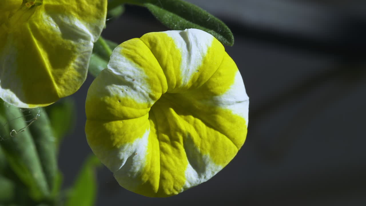 노란색과 색 줄무 페투니아, 왼쪽과 근접