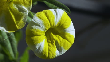 petunias de rayas amarillas y blancas, panorámica a la izquierda y de cerca