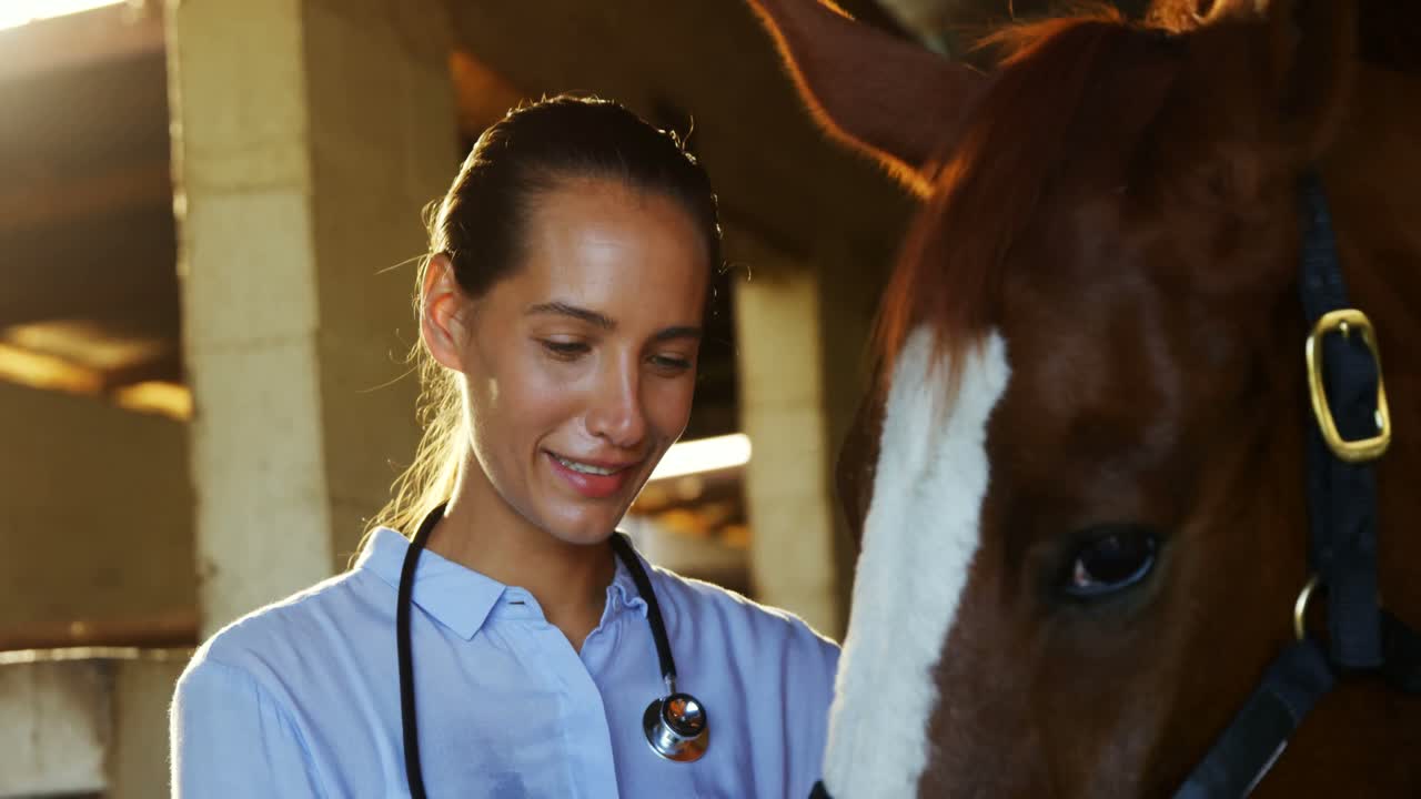 Veterinarian doctor checking a horse 4k