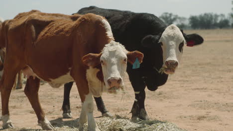 Cows-grazing-on-hay-in-paddock-during-Australian-drought-handheld