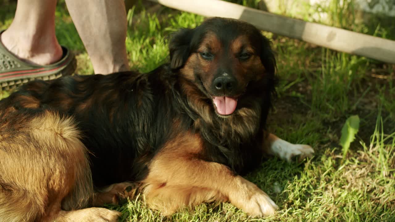 un lindo perro acostado al lado de su dueño y jadeando en un día caluroso en un sol