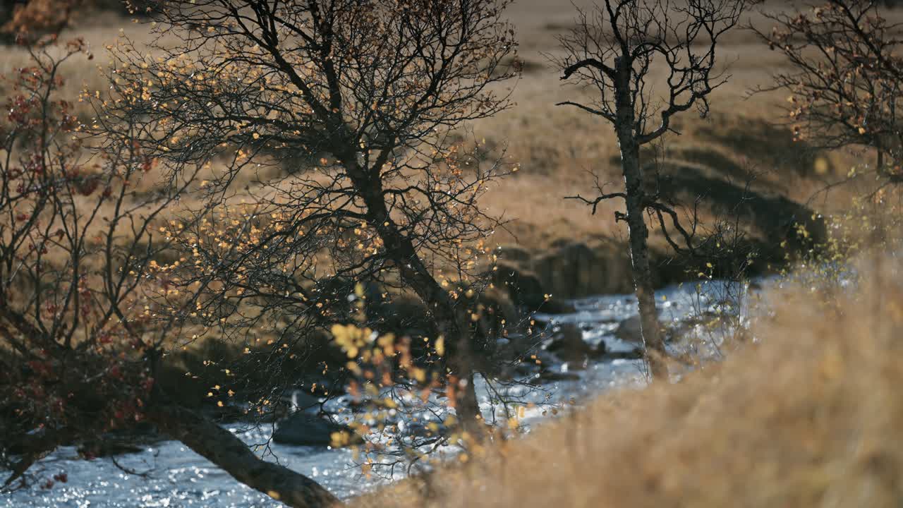 Un fiume che scorre attraverso la tundra autunnale