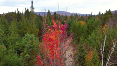 autumnal nature colors near mont-tremblant in quebec, canada. aerial drone shot