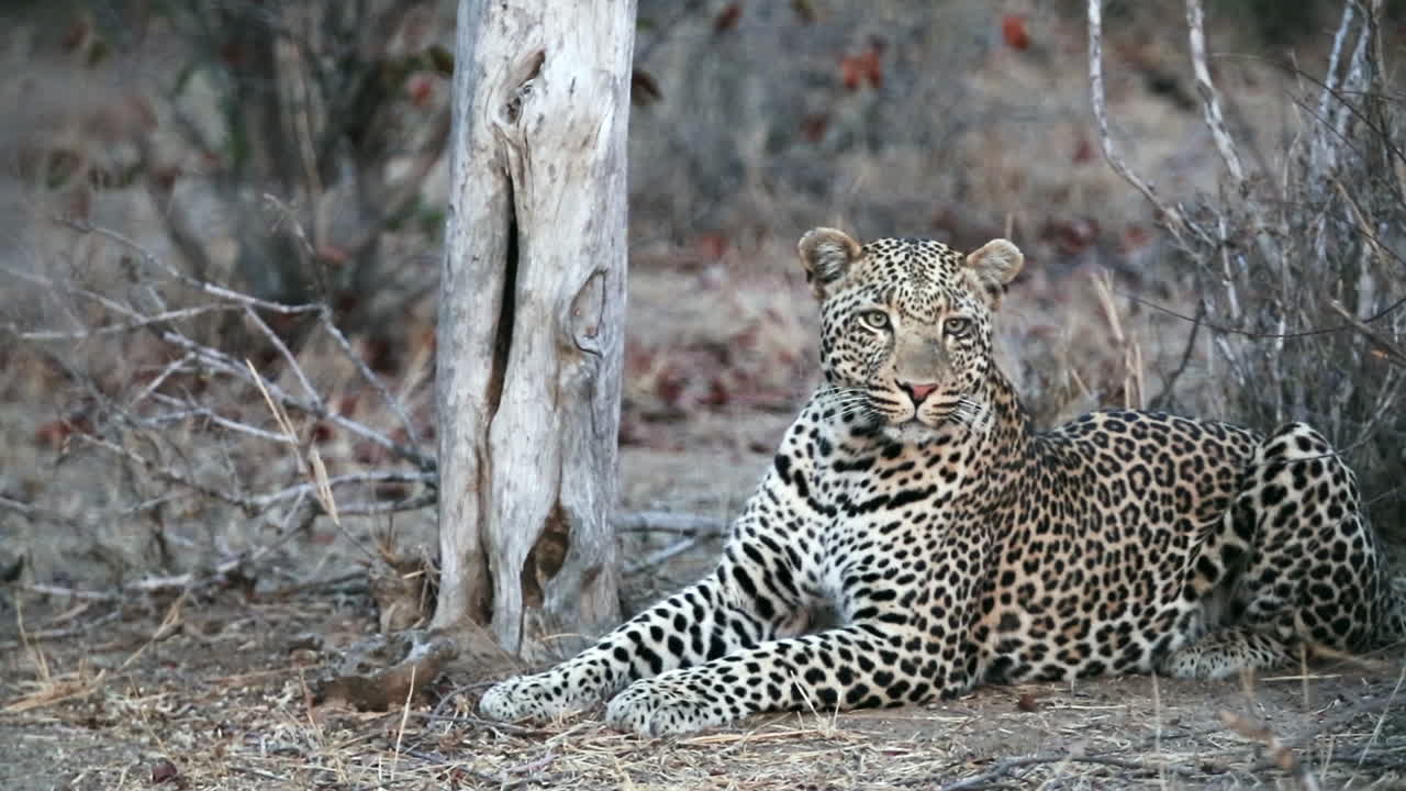 leopardo macho mirando y escuchando atentamente al atardecer en el parque nacional greater kruger, sudáfrica