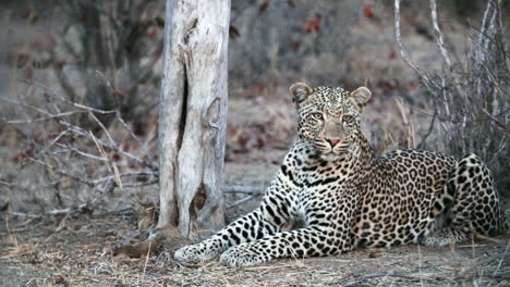 male leopard watching and listening intently at dusk in greater kruger national park, south africa