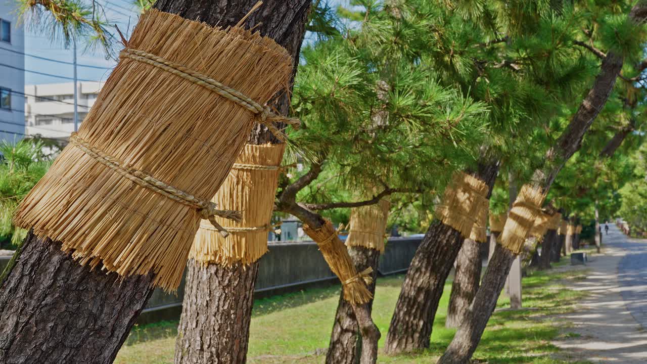 Primo piano di diversi tronchi di pino avvolti nella paglia (komo) che costeggiano il camminamento di Sōka Matsubara sotto un cielo soleggiato