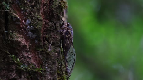 seen resting on the bark of the tree with a fly in front of it in the dark of the forest, cicada, hemiptera, thailand