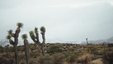 escena de invierno durante una nevada en el parque nacional joshua tree