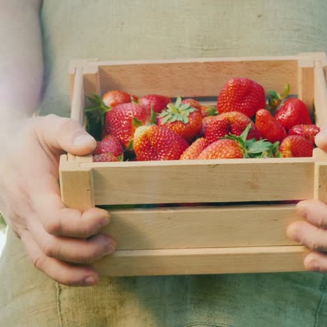 farmer holds wooden box with strawberries