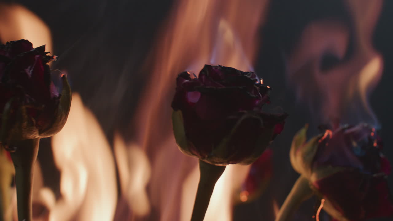 Roses burning in flames