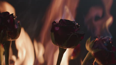 roses burning in flames