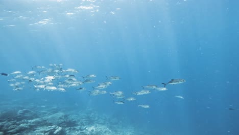 a school of bigeye trevally swims slowly through the clear water under the sea surface