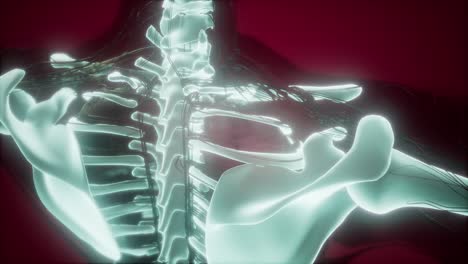 cuerpo humano con huesos esqueléticos visibles