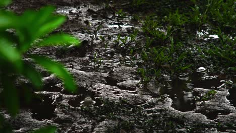 rain water drop from the tree after raining. the soil wet and dirty.