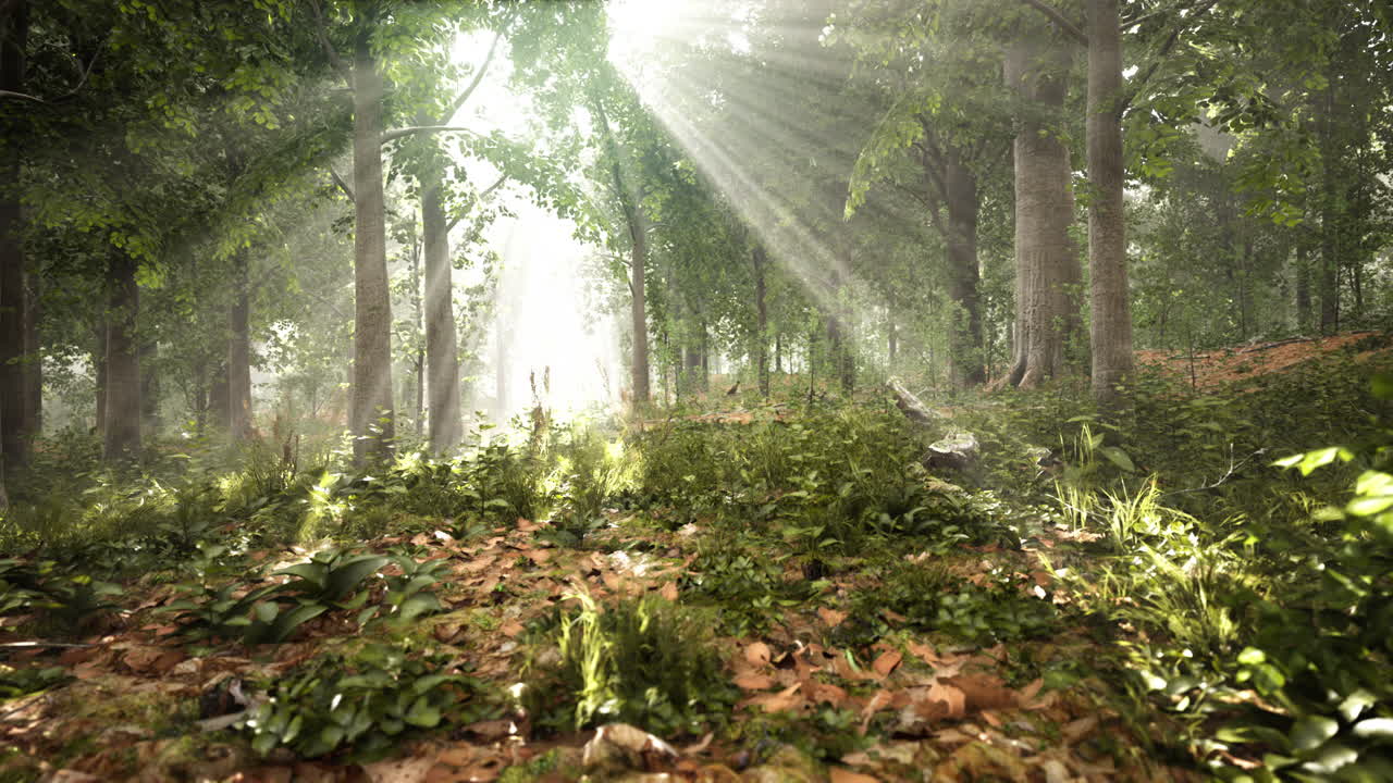 안개가 가득한 아침에 신비로운 나무