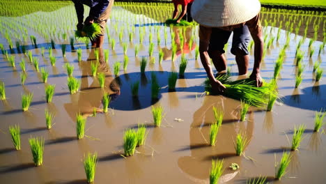 farmers planting rice in terraced paddies