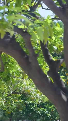 orange trees in a garden