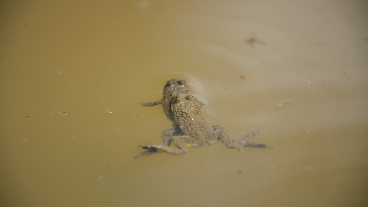 연못에서 플렉서스 (amplexus) 를 하는 동안 두 개의 노란 배가 있는 개구리