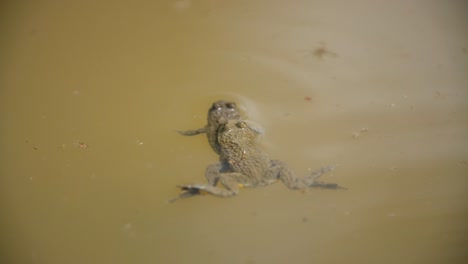 Dos-Sapos-De-Vientre-Amarillo-Durante-Un-Amplexus-En-Un-Estanque.