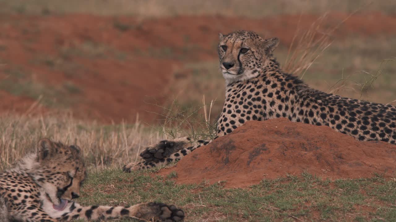 풀이 무성한 아프리카 사바나에 누워 있는 치타 두 마리, 한 마리는 털을 핥고 있다