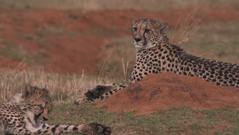 two cheetahs lying in grassy african savannah, one licking its fur