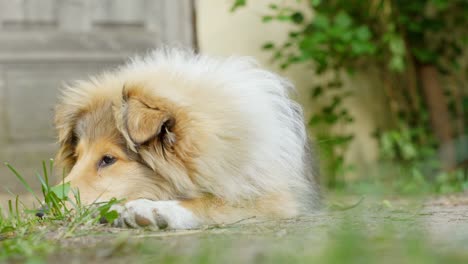 Mamá-Collie-áspera-Se-Acuesta-Para-Tomar-Una-Siesta-Bien-Merecida