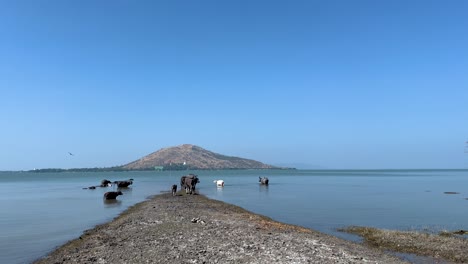 buffaloes gather near a serene riverbank