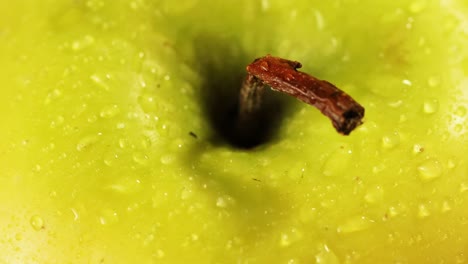 detail shot of waterdrops and broken stem on a green apple