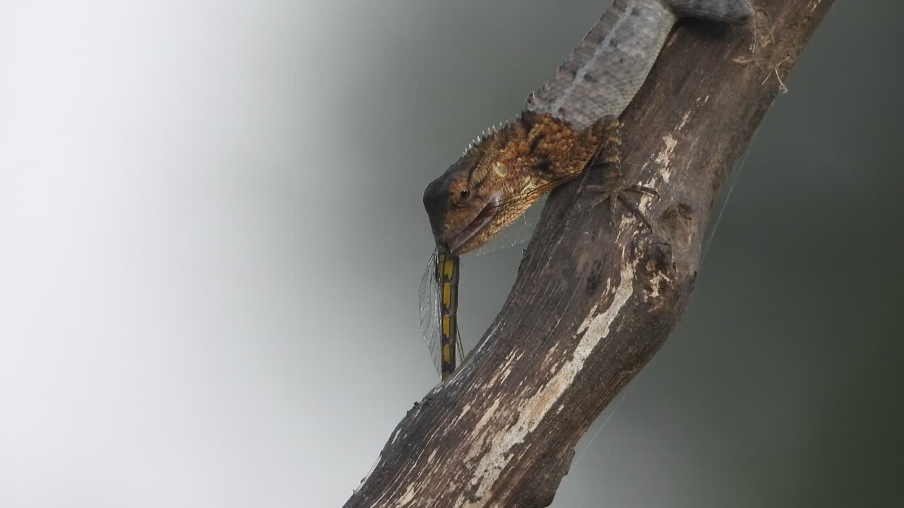 lagarto comiendo libélula - alas - ojos