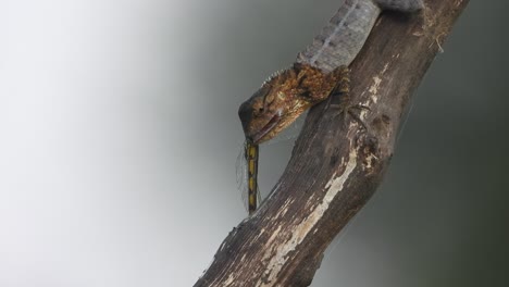 lagarto comiendo libélula - alas - ojos